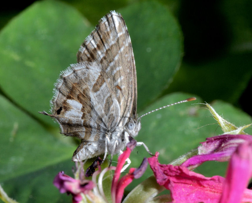 E'' tornata Cacy!